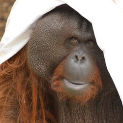 Close-up portrait of monkey