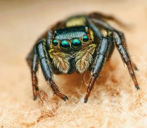 Close-up of spider