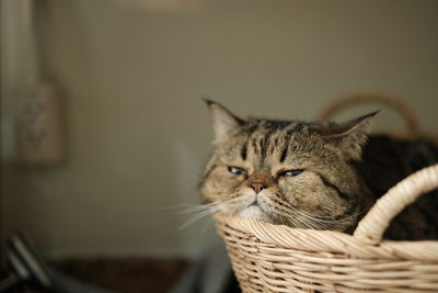 Close-up portrait of a cat