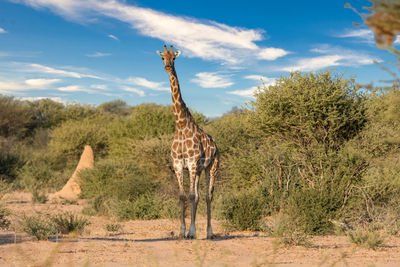 View of an animal on land