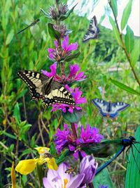Close-up of butterfly perching on purple flowers