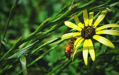 Close-up of insect on yellow flower