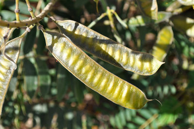 Close-up of plant pods