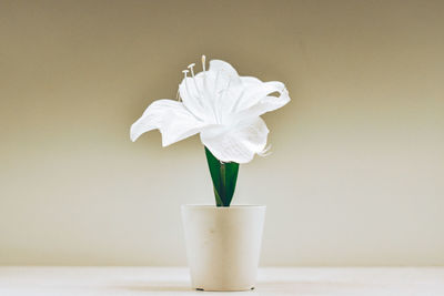 Close-up of white flower in vase on table