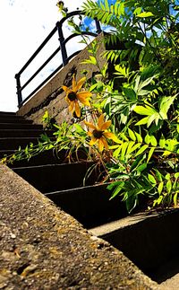 Low angle view of leaves