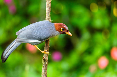 Close-up of a bird