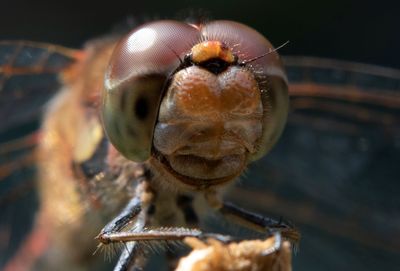 Close-up of insect