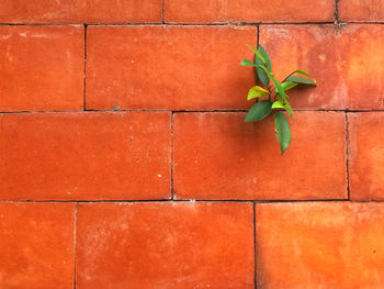 Close-up of small plant growing on brick wall