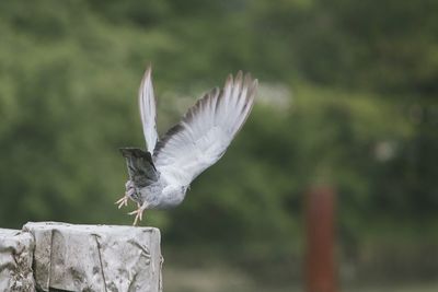 Close-up of bird perching on railing