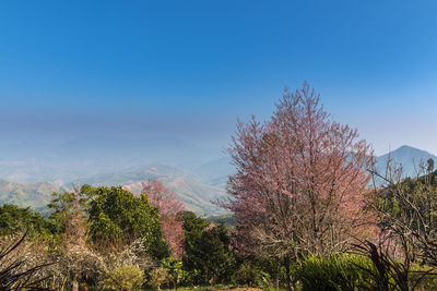 Wild himalayan cherry in full bloom at khun sathan watershed research station, nan, thailand