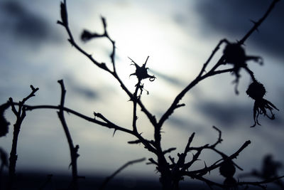 Low angle view of tree against sky