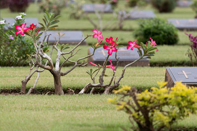 Close-up of pink flowering plants on field