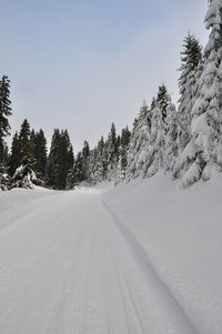 Snow covered trees against clear sky