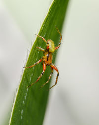 Close-up of insect on leaf