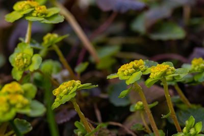 Close-up of yellow flowering plant