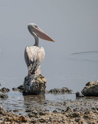 A pelican at lake magadi, rift valley, kenya