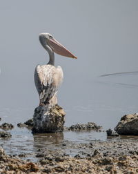 Bird perching on rock in sea
