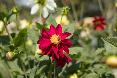 Close-up of pink flower