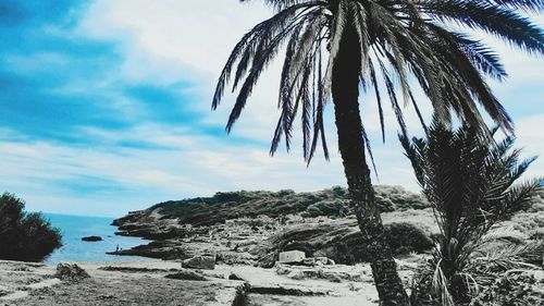 Palm trees on shore against cloudy sky