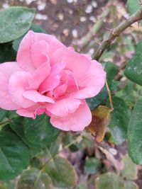 Close-up of pink rose