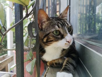 Close-up of a cat looking away