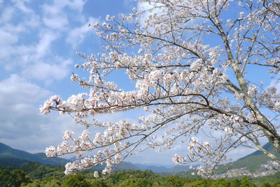 Low angle view of cherry blossoms against sky