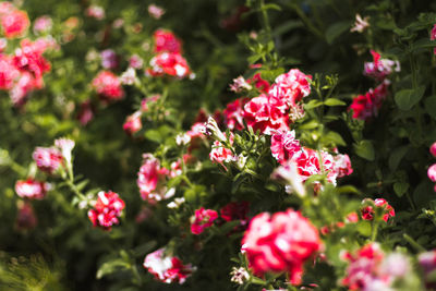 Red flowers blooming outdoors