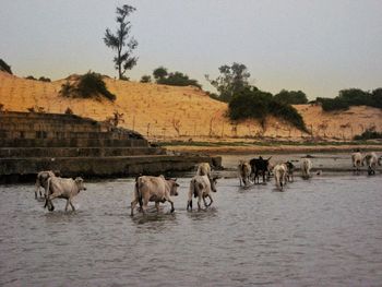 Horses on landscape against clear sky