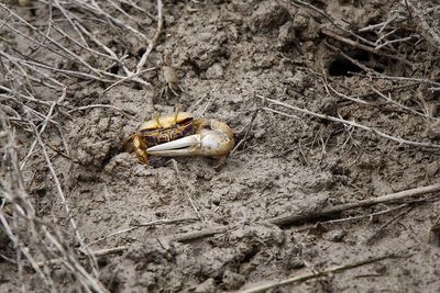 High angle view of shell on field