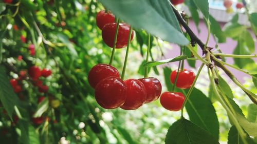 Close-up of red berries growing on tree