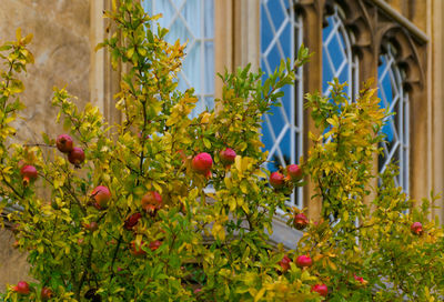 Close-up of colorful flowers growing on plant