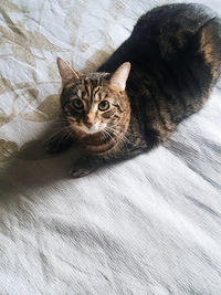 Portrait of cat sitting on bed at home