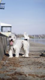 Dog running on retaining wall