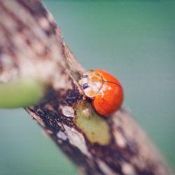 Close-up of ladybug on leaf