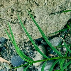 Close-up of plants