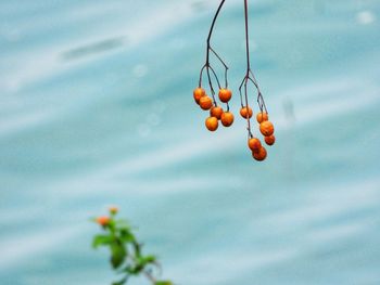 Close-up of orange fruits hanging on plant