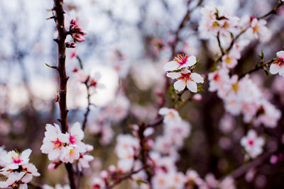 Close-up of pink cherry blossoms in spring