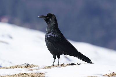 Close-up of bird perching on snow covered land