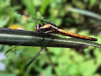 Close-up of dragonfly on blade of grass