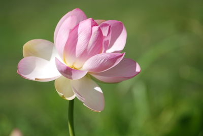 Close-up of pink flowers