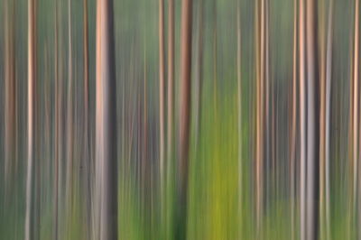 Full frame shot of bamboo plants