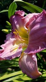 Close-up of pink rose flower