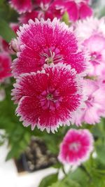 Close-up of pink flowering plant