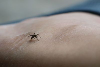 Close-up of spider on hand