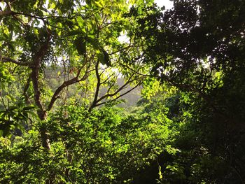 Low angle view of trees