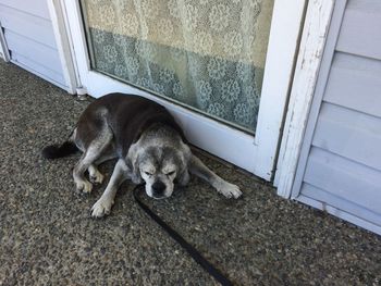 High angle view of dog sleeping on door