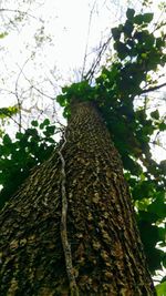 Low angle view of tree against sky