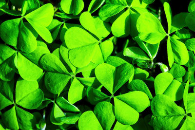 Full frame shot of green leaves