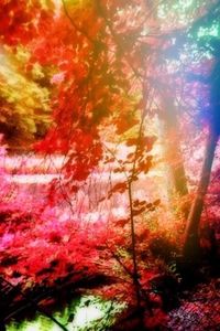 Trees in forest during autumn