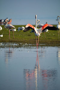 Birds flying over lake